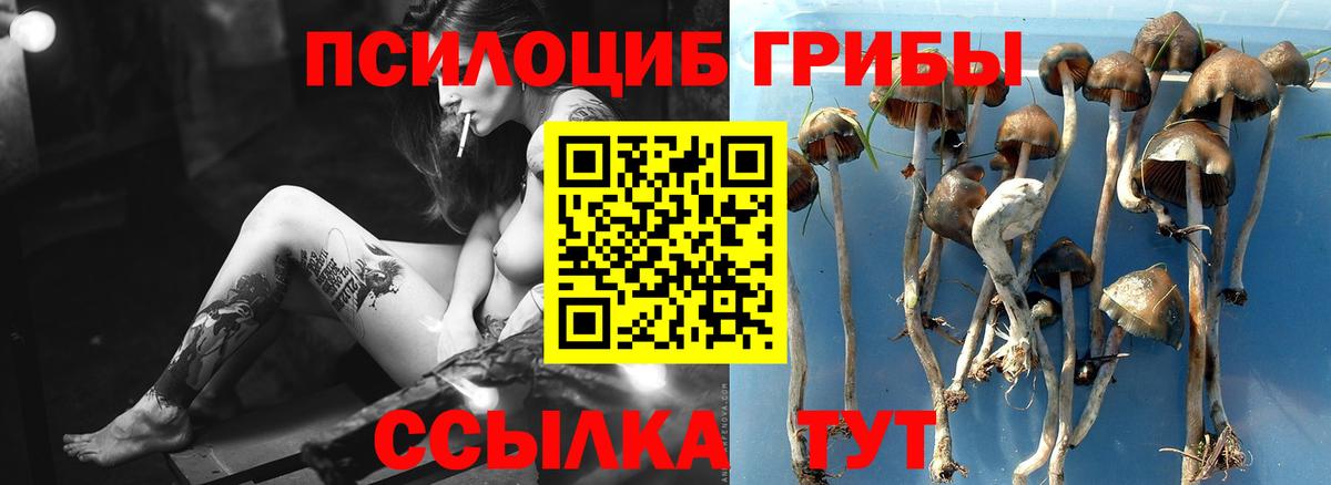 Нижний Новгород  Галлюциногенные грибы Cubensis  Вход с VPN 